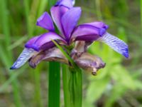 Iris graminea Scoutstugan, Bunkeflo strandängar, Malmö, Skåne, Sweden 20170613_0033