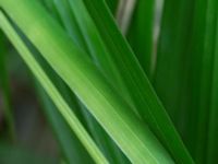 Iris graminea Scoutstugan, Bunkeflo strandängar, Malmö, Skåne, Sweden 20170613_0036