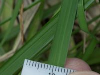 Iris graminea Scoutstugan, Bunkeflo strandängar, Malmö, Skåne, Sweden 20170613_0039