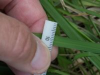 Iris graminea Scoutstugan, Bunkeflo strandängar, Malmö, Skåne, Sweden 20170613_0040