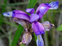 Iris graminea Scoutstugan, Bunkeflo strandängar, Malmö, Skåne, Sweden 20170613_0043