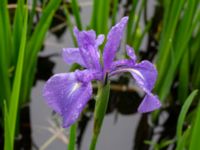 Iris laevigata Damm Sjöhuset, Holmeja, Svedala, Skåne, Sweden 20220606_0016