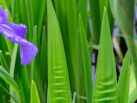 Iris laevigata Damm Sjöhuset, Holmeja, Svedala, Skåne, Sweden 20220606_0017