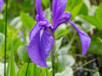 Iris laevigata Damm Sjöhuset, Holmeja, Svedala, Skåne, Sweden 20220606_0026