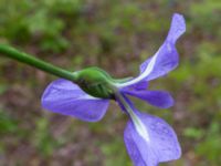 Iris laevigata Damm Sjöhuset, Holmeja, Svedala, Skåne, Sweden 20220606_0027