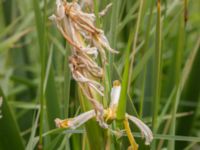 Iris orientalis Ödetomterna, Bunkeflo strandängar, Malmö, Skåne, Sweden 20170705_0029