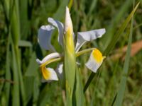 Iris orientalis Ödetomterna, Bunkeflo strandängar, Malmö, Skåne, Sweden 20180608_0006