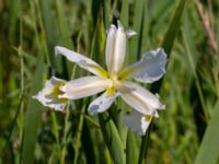 Iris orientalis Ödetomterna, Bunkeflo strandängar, Malmö, Skåne, Sweden 20180608_0007