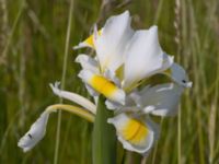 Iris orientalis Ödetomterna, Bunkeflo strandängar, Malmö, Skåne, Sweden 20210619_0054