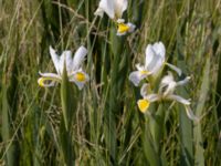 Iris orientalis Ödetomterna, Bunkeflo strandängar, Malmö, Skåne, Sweden 20210619_0055