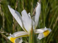 Iris orientalis Ödetomterna, Bunkeflo strandängar, Malmö, Skåne, Sweden 20210619_0058