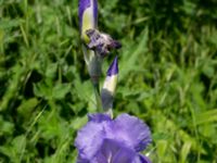 Iris pallida Ödetomt, Hagstorpsgatan, Kirseberg, Malmö, Skåne, Sweden 20190605_0004