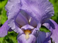 Iris pallida Ödetomt, Hagstorpsgatan, Kirseberg, Malmö, Skåne, Sweden 20190605_0005