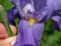 Iris pallida Ödetomt, Hagstorpsgatan, Kirseberg, Malmö, Skåne, Sweden 20190605_0006