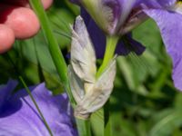 Iris pallida Ödetomt, Hagstorpsgatan, Kirseberg, Malmö, Skåne, Sweden 20190605_0007