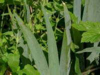 Iris pallida Ödetomt, Hagstorpsgatan, Kirseberg, Malmö, Skåne, Sweden 20190605_0008