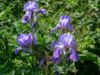 Iris pallida Ödetomt, Hagstorpsgatan, Kirseberg, Malmö, Skåne, Sweden 20190605_0009