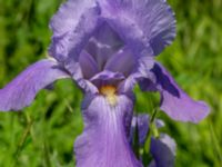 Iris pallida Ödetomt, Hagstorpsgatan, Kirseberg, Malmö, Skåne, Sweden 20190605_0010