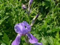 Iris pallida Ödetomt, Hagstorpsgatan, Kirseberg, Malmö, Skåne, Sweden 20190605_0011