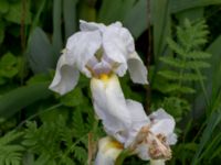 Iris pallida Mältargatan 6, Stora Frö, Mörbylånga, Öland, Sweden 20190525_0189