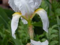 Iris pallida Mältargatan 6, Stora Frö, Mörbylånga, Öland, Sweden 20190525_0192