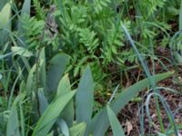 Iris pallida Mältargatan 6, Stora Frö, Mörbylånga, Öland, Sweden 20190525_0194