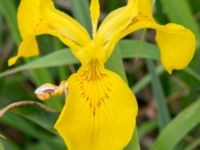 Iris pseudacorus Fuktängen, Toarp, Malmö, Skåne, Sweden 20240525_0121