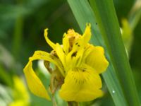 Iris pseudacorus Lottagården, Krankesjön, Lund, Skåne, Sweden 20120609 241