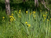 Iris pseudacorus Stensoffa fuktäng, Lund, Skåne, Sweden 20140601_0200