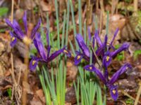 Iris reticulata Djungelparken, Bunkeflostrand, Malmö, Skåne, Sweden 20240316_0016