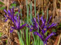 Iris reticulata Djungelparken, Bunkeflostrand, Malmö, Skåne, Sweden 20240316_0017