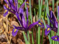 Iris reticulata Djungelparken, Bunkeflostrand, Malmö, Skåne, Sweden 20240316_0018