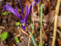 Iris reticulata Djungelparken, Bunkeflostrand, Malmö, Skåne, Sweden 20240316_0019