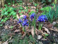 Iris reticulata Norra Friluftsstaden, Malmö, Skåne, Sweden 20150320 IMG_1834