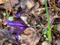 Iris reticulata Rostvingestigen, Bunkeflostrand, Malmö, Skåne, Sweden 20230325_0083