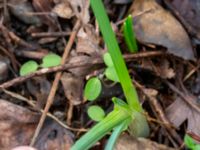 Iris reticulata Rostvingestigen, Bunkeflostrand, Malmö, Skåne, Sweden 20230325_0086