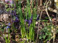 Iris reticulata Rostvingestigen, Bunkeflostrand, Malmö, Skåne, Sweden 20230408_0072