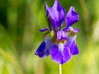 Iris sanguinea Lernacken, Malmö, Skåne, Sweden 20140530_0002