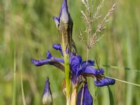 Iris sanguinea Scoutstugan, Bunkeflo strandängar, Malmö, Skåne, Sweden 20170606_0002