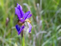 Iris sanguinea Scoutstugan, Bunkeflo strandängar, Malmö, Skåne, Sweden 20170606_0039