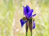 Iris sanguinea Scoutstugan, Bunkeflo strandängar, Malmö, Skåne, Sweden 20170606_0040