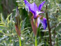 Iris sanguinea Scoutstugan, Bunkeflo strandängar, Malmö, Skåne, Sweden 20170606_0042