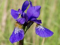 Iris sanguinea Scoutstugan, Bunkeflo strandängar, Malmö, Skåne, Sweden 20170613_0046