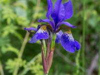 Iris sanguinea Scoutstugan, Bunkeflo strandängar, Malmö, Skåne, Sweden 20170613_0047