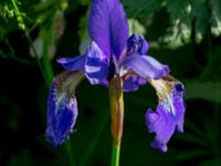 Iris sanguinea Svanetorpsvägen, Åkarp, Lomma, Skåne, Sweden 20150603_0043