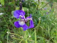 Iris setosa Reflection Lake, Anchorage, Alaska, USA 20140623_0973