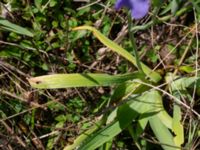 Iris setosa Vanningen, Vellinge, Skåne, Sweden 20240525_0023