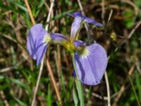 Iris setosa Vanningen, Vellinge, Skåne, Sweden 20240525_0025