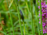 Iris sibirica Fuktäng, Gyllins trädgård, Malmö, Skåne, Sweden 20210711_0035