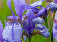 Iris sibirica Fuktäng, Gyllins trädgård, Malmö, Skåne, Sweden 20210711_0039